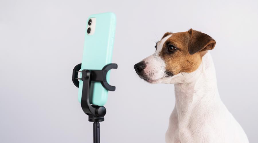 Zu sehen ist das Bild 1 zum Beitrag mit dem Thema: Das perfekte Hunde Selfie