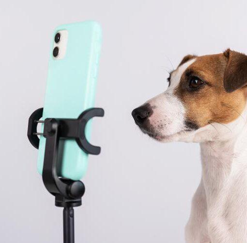 Zu sehen ist das Bild 1 zum Beitrag mit dem Thema: Das perfekte Hunde Selfie