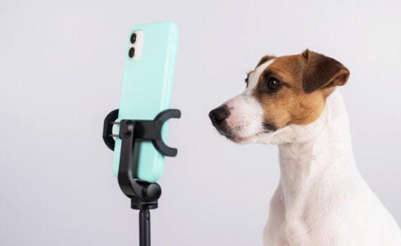 Zu sehen ist das Bild 1 zum Beitrag mit dem Thema: Das perfekte Hunde Selfie